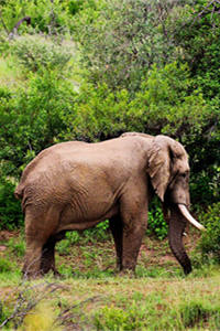 莫桑比克国兽——非洲象
