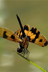 一种特别的蜻蜓——斑丽翅蜻