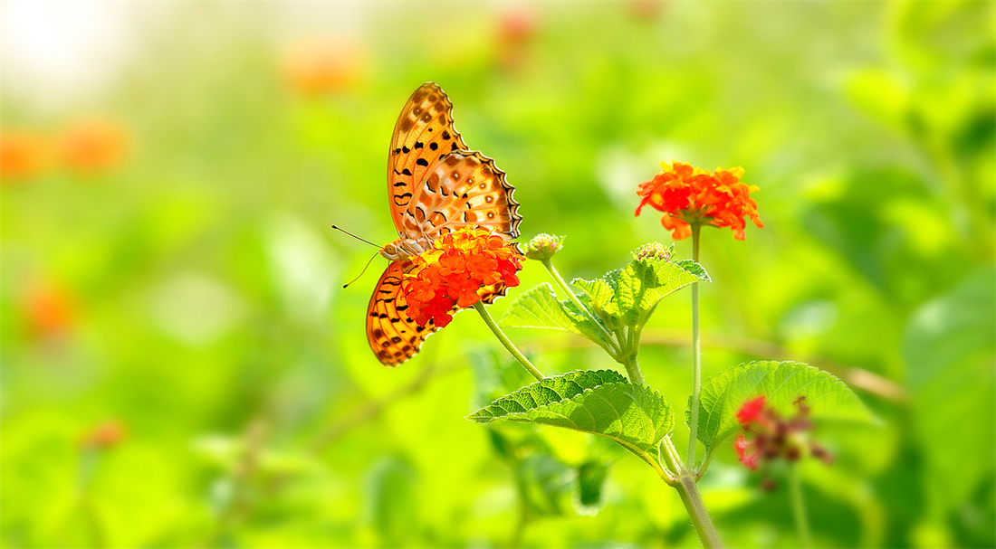 在花朵上采蜜的老豹蛱蝶
