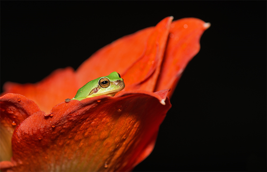 在花瓣上的雨蛙