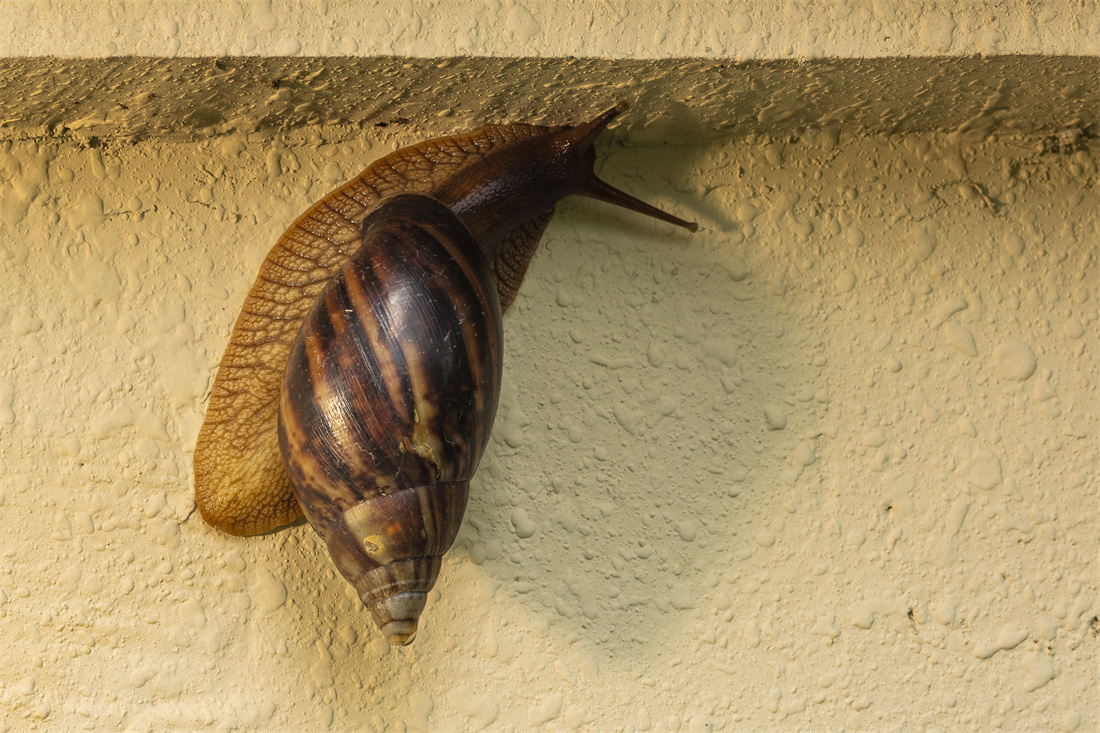 趴在墙上的白玉蜗牛