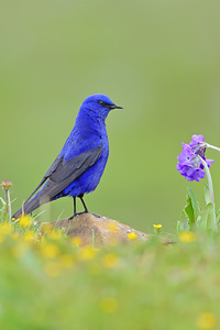 雄鸟通体鲜紫蓝色具金属光泽的蓝大翅鸲