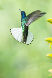 白颈蜂鸟