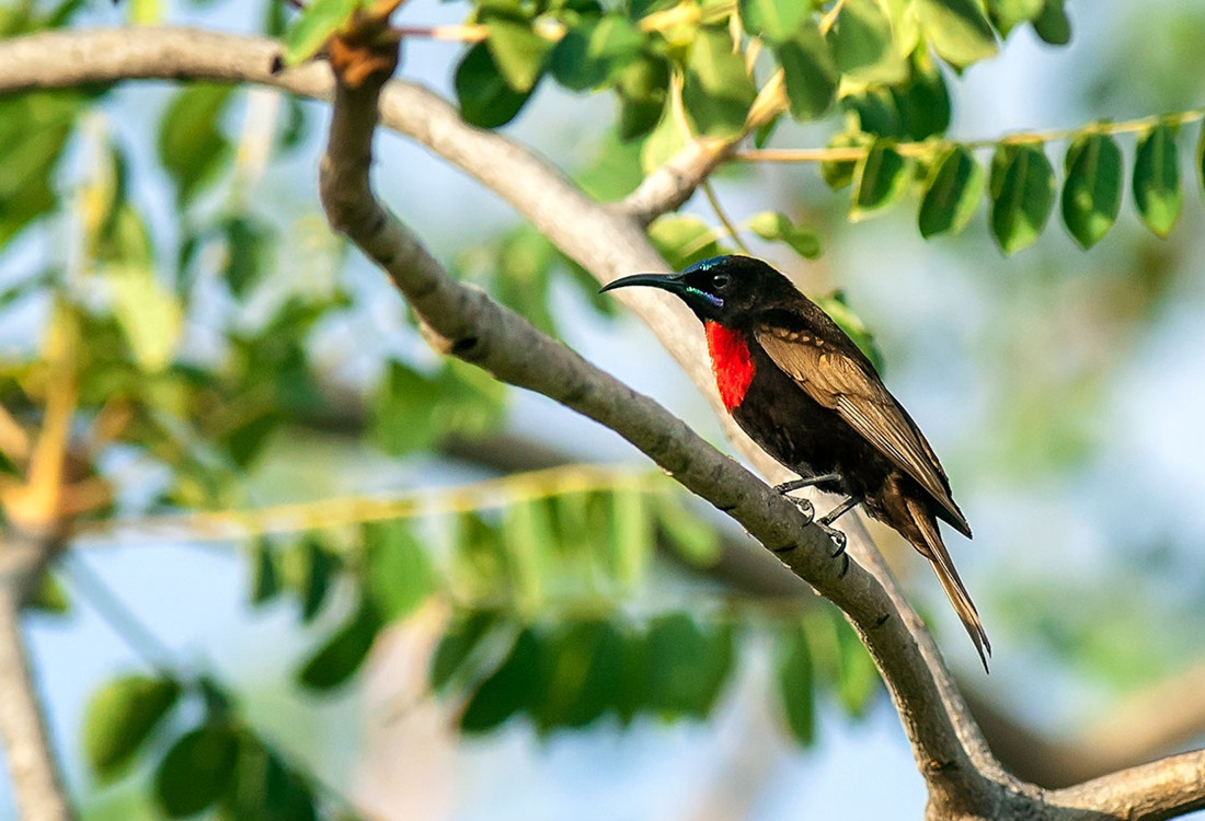 在树上机灵敏捷的赤胸花蜜鸟
