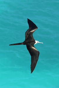 安提瓜和巴布达的国鸟——丽色军舰鸟