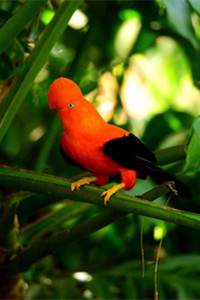 秘鲁的国鸟——安第斯动冠伞鸟