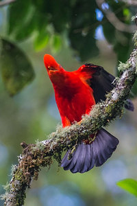 漂亮优雅的安第斯动冠伞鸟