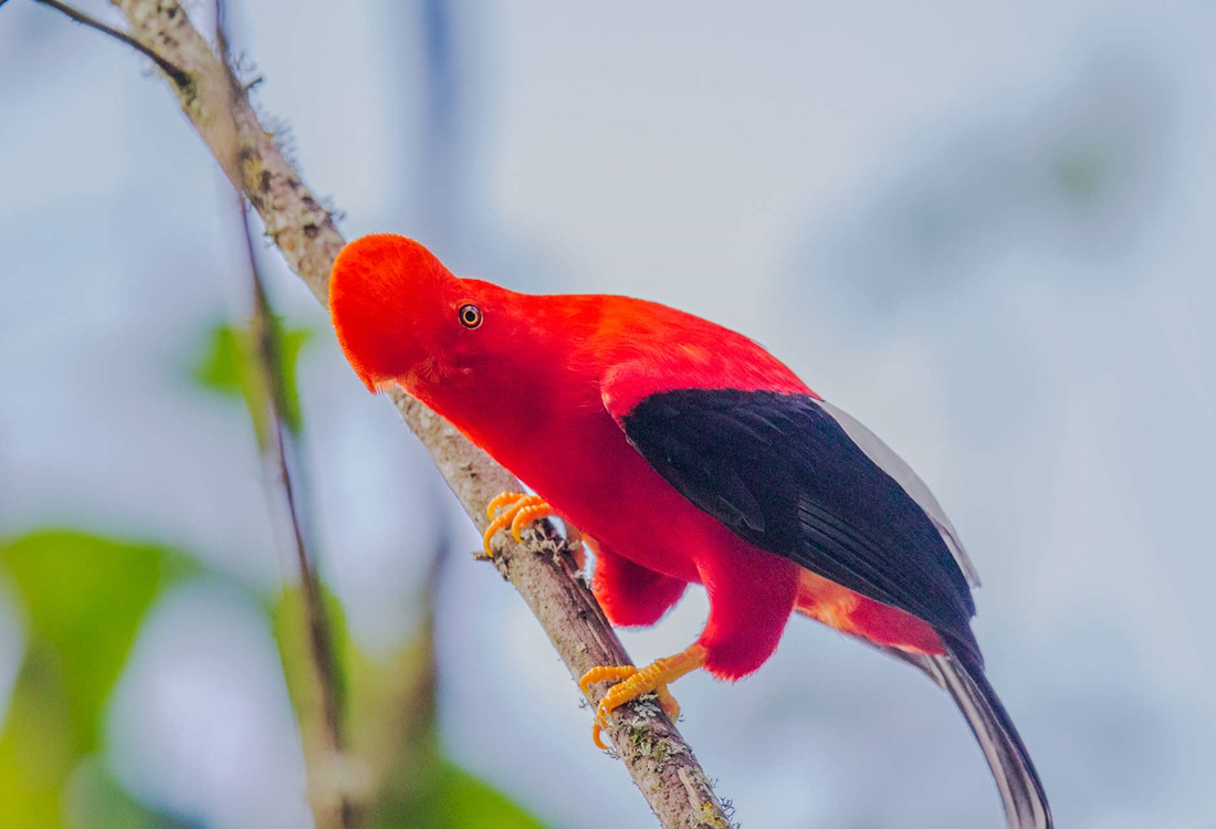 在枝头站着漂亮优雅的安第斯动冠伞鸟