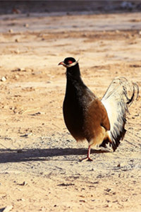 中国特产珍稀鸟类——褐马鸡