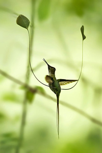 外形十分独特的濒危动物——叉扇尾蜂鸟