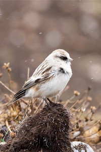 一种耐寒的高山高原草地荒漠鸟类——白腰雪雀