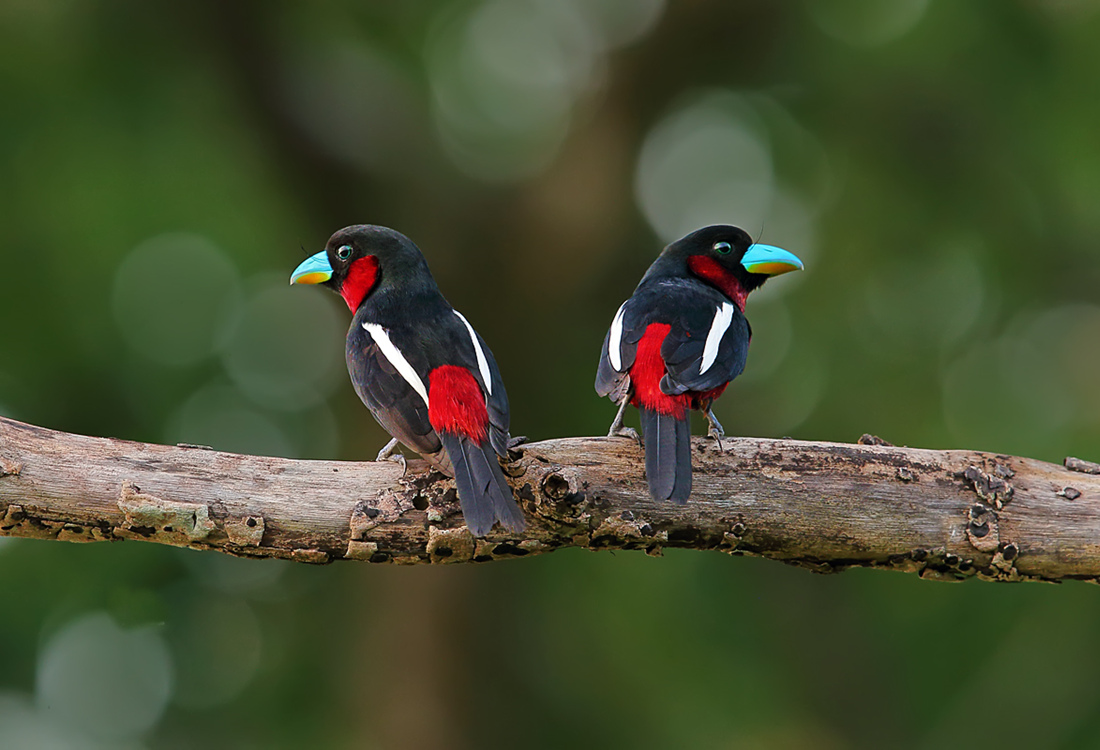 在枝头站立的颜色亮丽的黑红阔嘴鸟