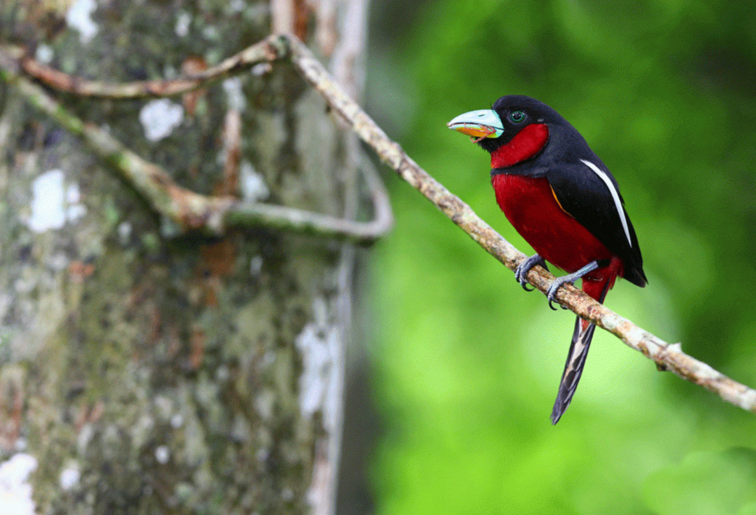 在枝头吃食的黑红阔嘴鸟