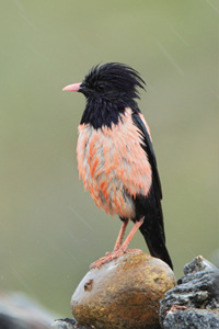 粉红椋鸟