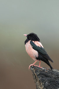 粉嫩漂亮的粉红椋鸟