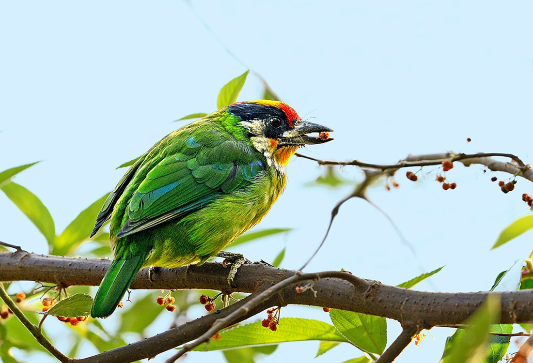 在枝头吃果实的金喉拟啄木鸟