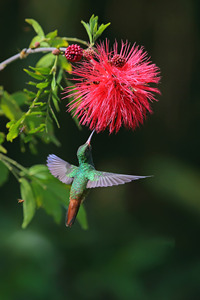 流连花丛的棕尾蜂鸟