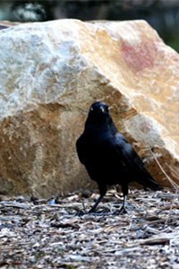 黑的发亮的澳洲渡鸦