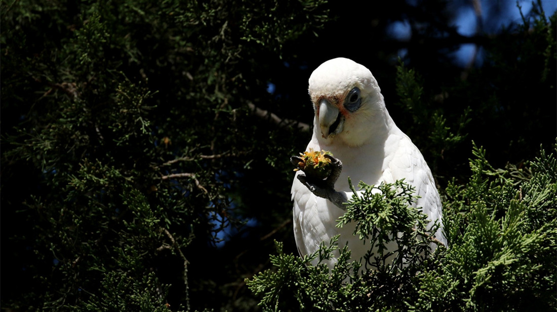 在树上吃坚果的西长嘴凤头鹦鹉