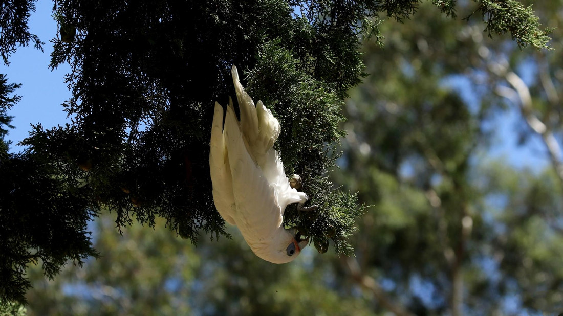 敏捷的倒挂在枝头吃食的西长嘴凤头鹦鹉