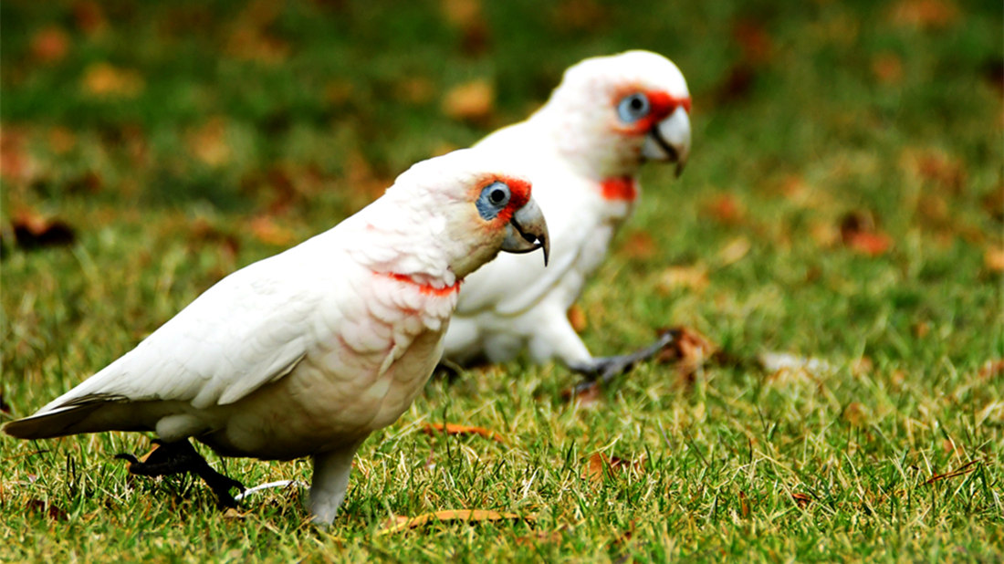 成群在草地上活动的长嘴凤头鹦鹉