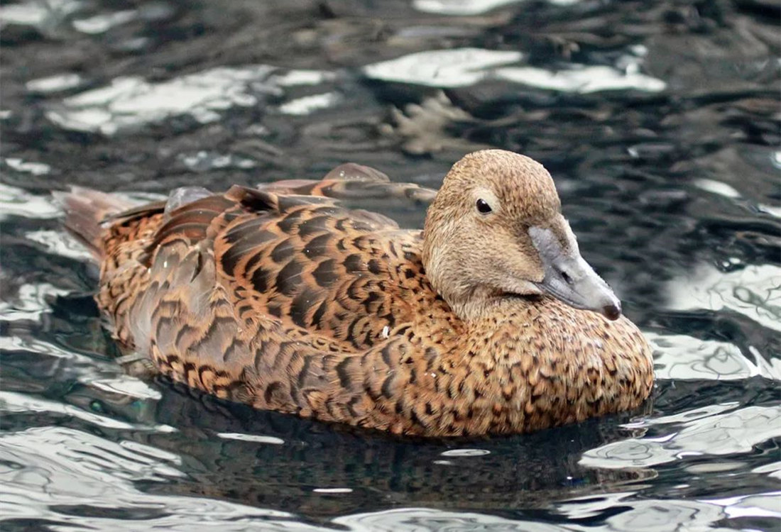 在水里休息的体圆羽毛丰满的白眶绒鸭