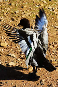 陆地上的鬃林鸭，欢快的拍打着翅膀，高清动物摄影图片