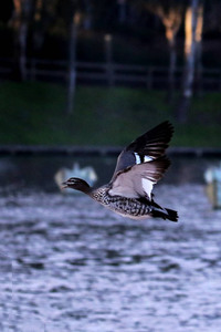 鬃林鸭是鬃林鸭属的唯一的成员，鬃林鸭高清图片