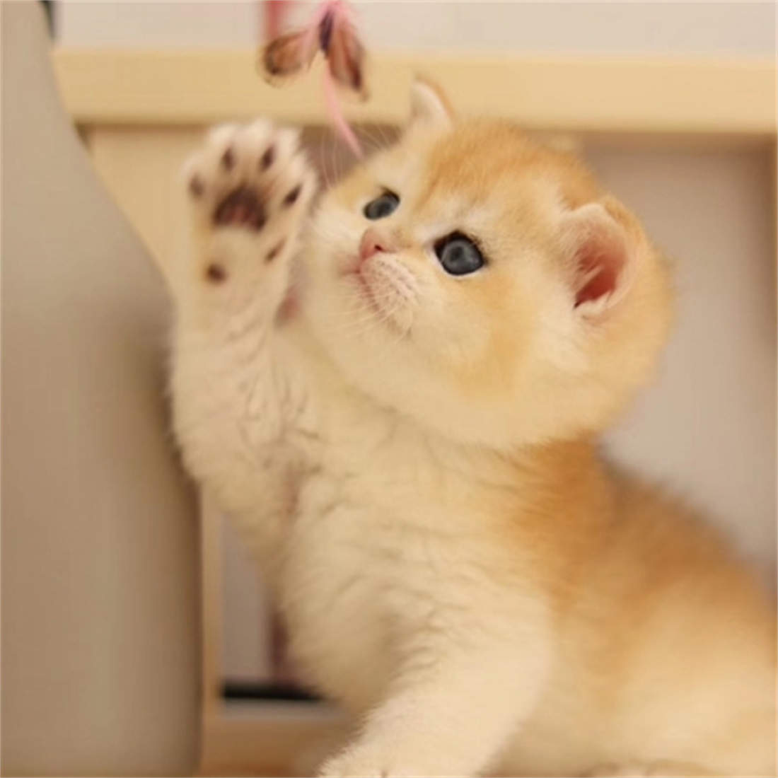 英短金渐层，即：英国短毛猫的稀有品种#可爱俏皮的猫咪图片(4) - 醉琉璃