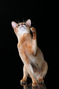阿比西尼亚猫#超高清的猫咪图片，可以作为手机背景图片使用
