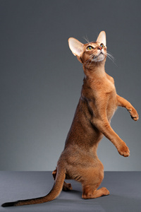 阿比西尼亚猫，可以陪伴余生的宠物猫品种