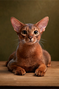 阿比西尼亚猫#可爱的猫咪图片