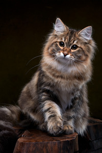 西伯利亚猫图片，俄罗斯国猫#可爱的猫咪