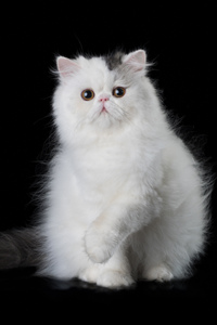 波斯猫高清壁纸，#最出名的宠物猫