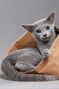 “冬天的精灵”：俄罗斯蓝猫图片，#宠物猫品种