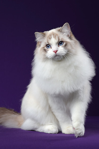 优雅、慵懒的“美丽公主”：布偶猫