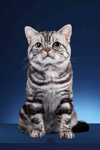 美国短毛猫是宠物猫吗？#宠物猫图片