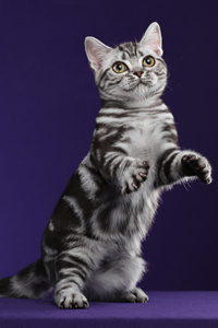 美国短毛猫如何训练？#猫咪的动作训练