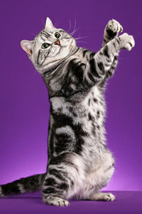 美国短毛猫的性格特征#美短猫的图片