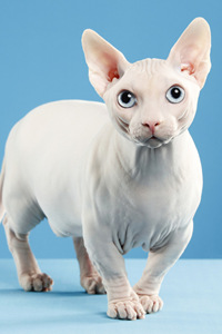 加拿大无毛猫的资料和外形特征#斯芬克斯猫的高清背景图片