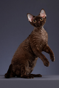 德文卷毛猫幼猫怎么看品相，从耳朵或鼻子来判断吗？