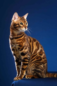 孟加拉豹猫和奥西猫有什么区别？#猫咪的品种