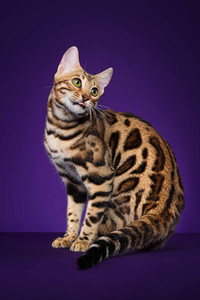 孟加拉豹猫能长多大个头？孟加拉豹猫能长多少斤？#孟加拉豹猫图片