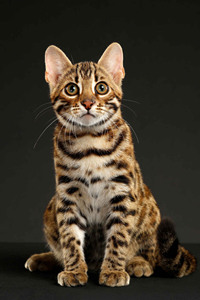 孟加拉豹猫高清壁纸，可以作为好看的手机背景图片