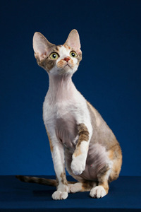 可爱、活泼的德文卷毛猫图片