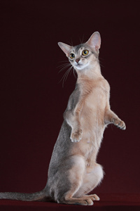 三只可爱的阿比西尼亚猫图片#阿比西尼亚猫的由来