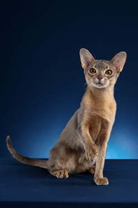 棕色的阿比西尼亚猫，可以作为头像和背景壁纸使用