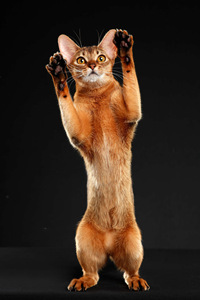 阿比西尼亚猫是世界上最流行的短毛类名猫之一