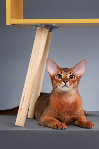 阿比西尼亚猫高清壁纸#宠物小猫
