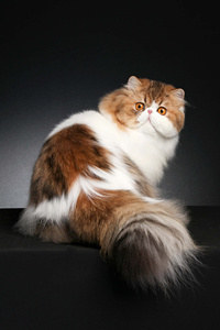 棕色白的波斯猫图片